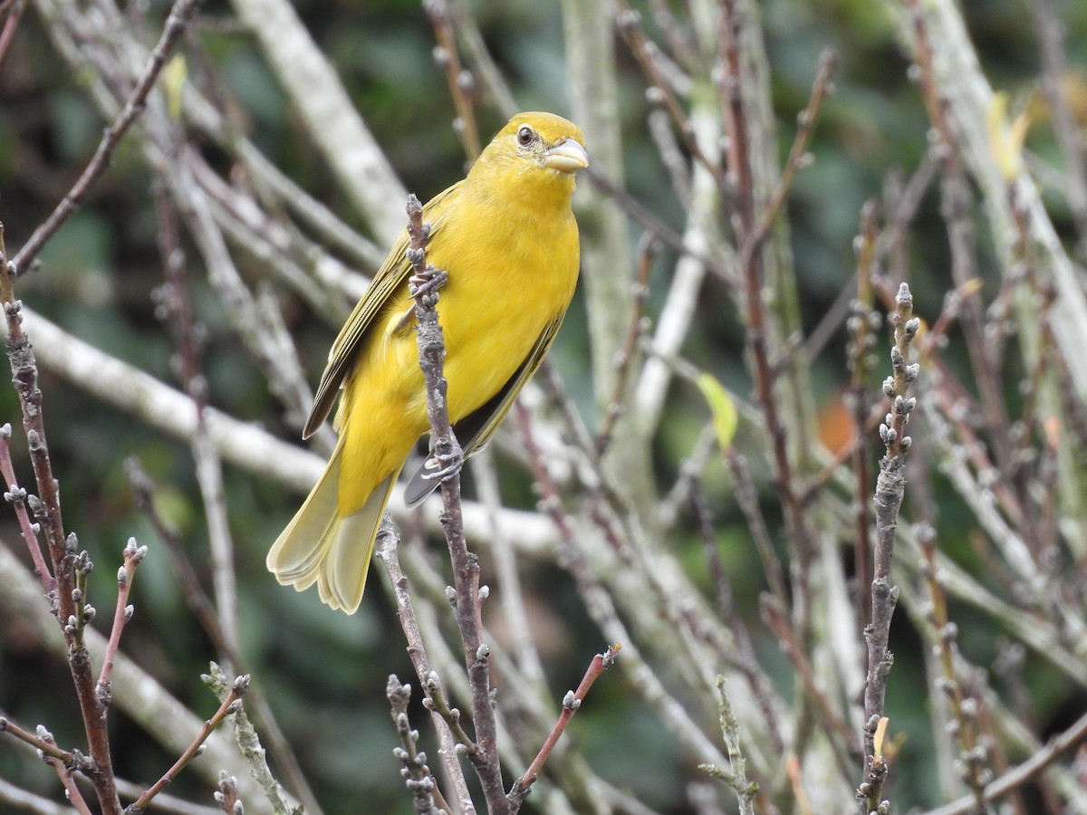 Summer Tanager - ML644069497