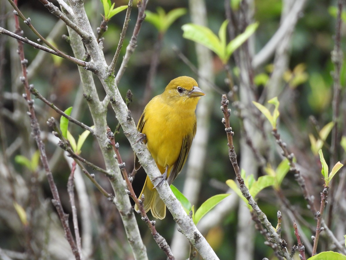 Summer Tanager - ML644069498