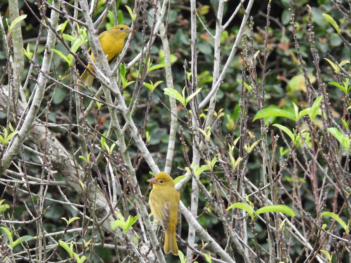 Summer Tanager - ML644069499