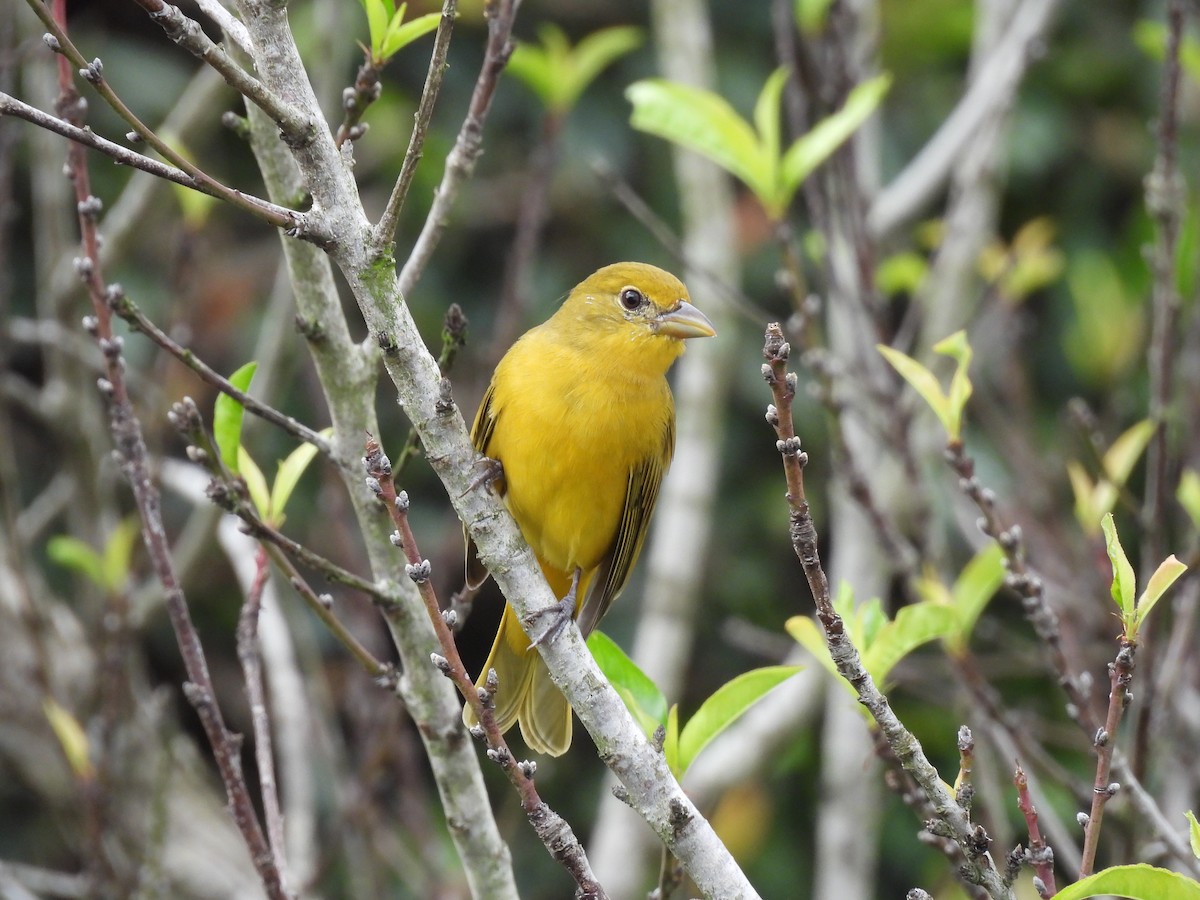 Summer Tanager - ML644069501