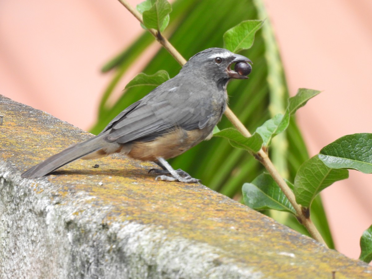 Cinnamon-bellied Saltator - ML644069504