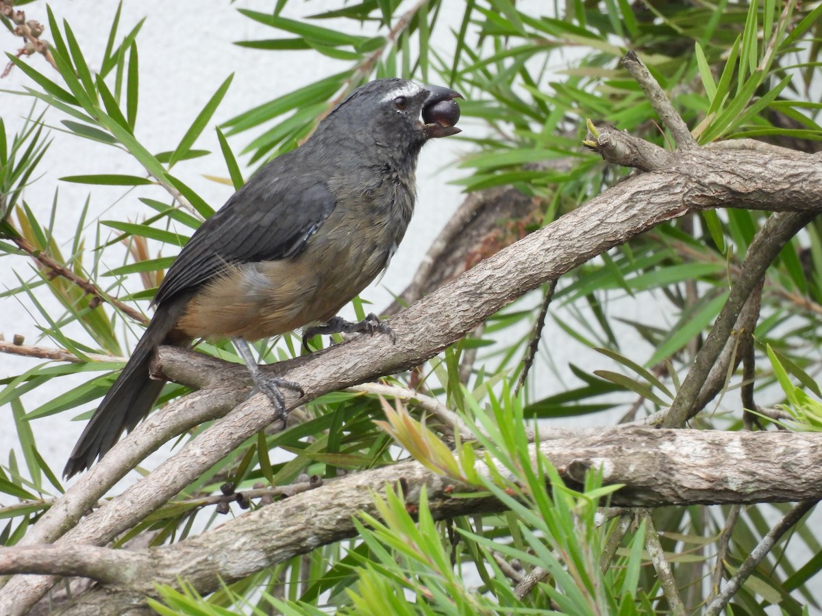 Cinnamon-bellied Saltator - ML644069505