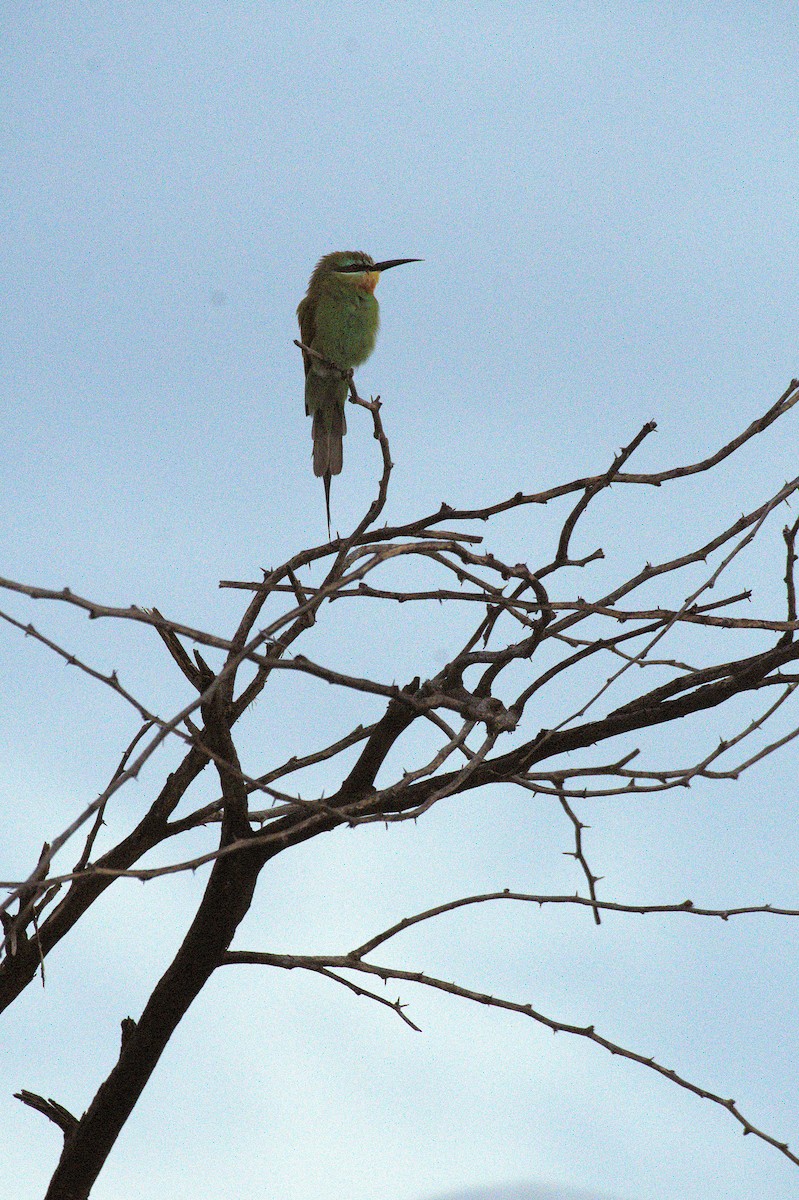 Blue-cheeked Bee-eater - ML644069519