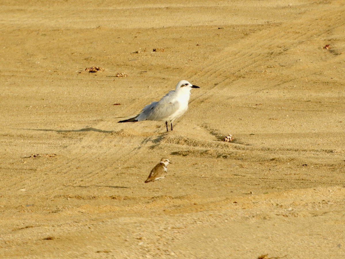 Gull-billed Tern - ML644069520
