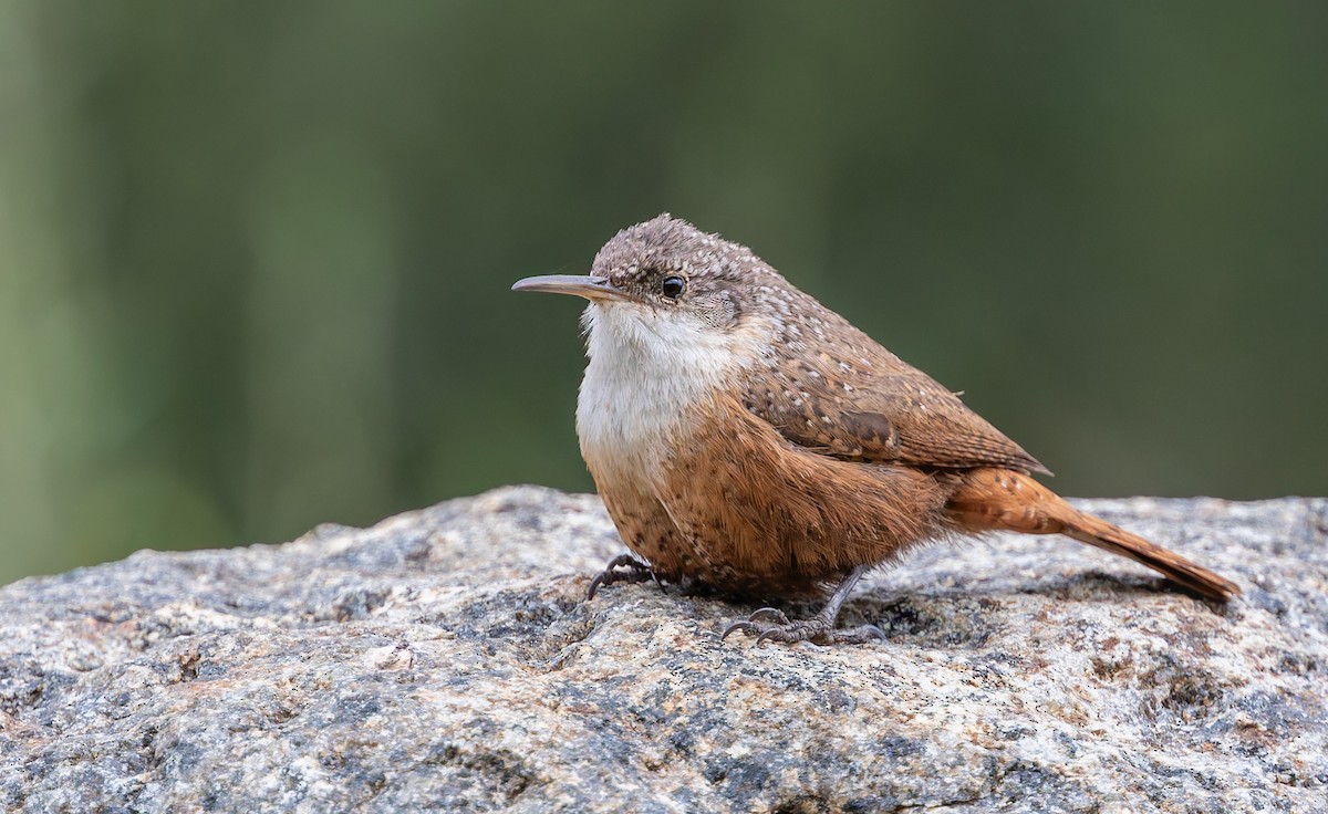 Canyon Wren - ML644069524