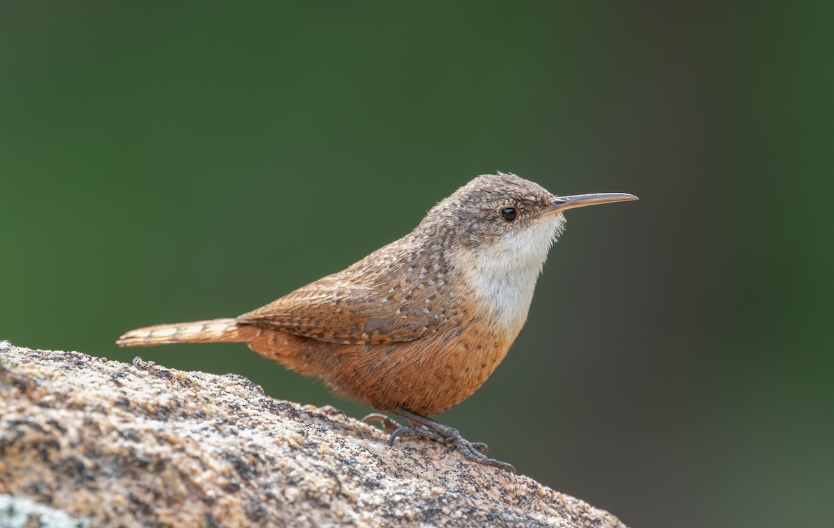 Canyon Wren - ML644069527