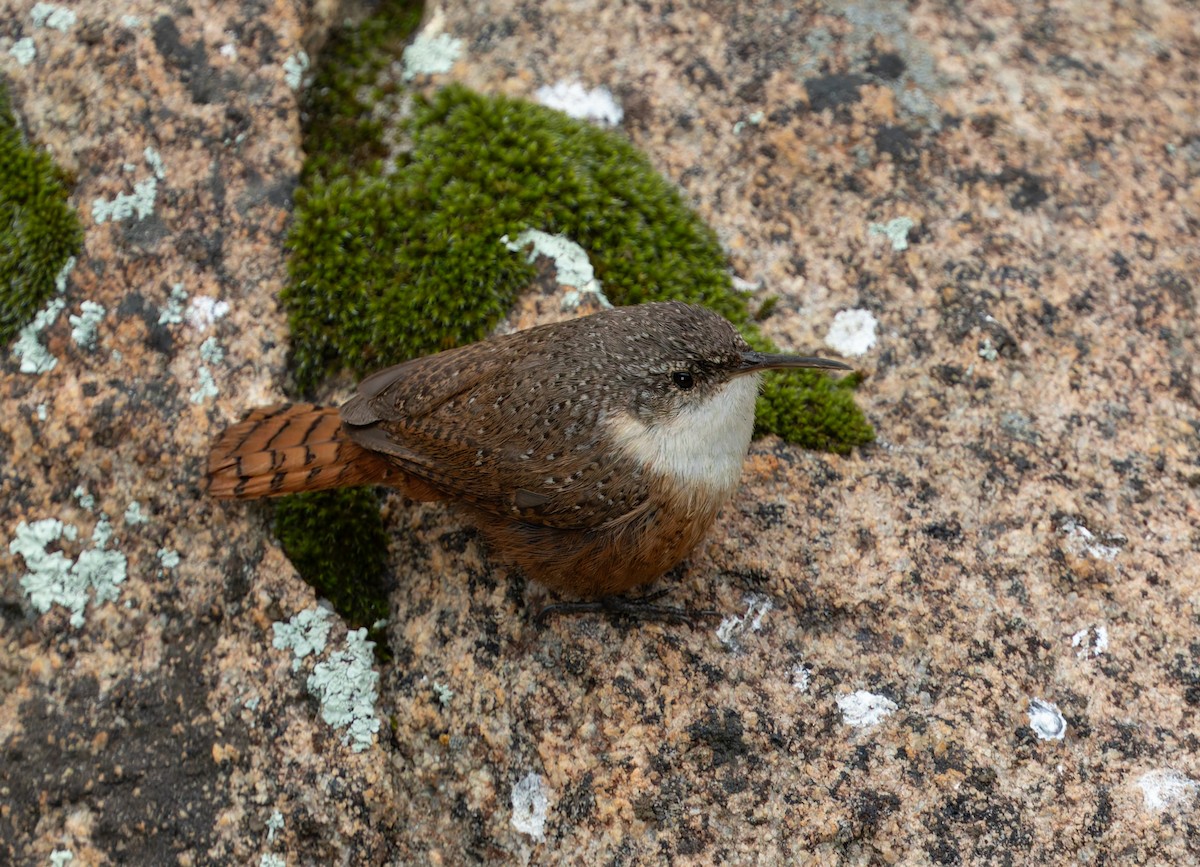 Canyon Wren - ML644069529