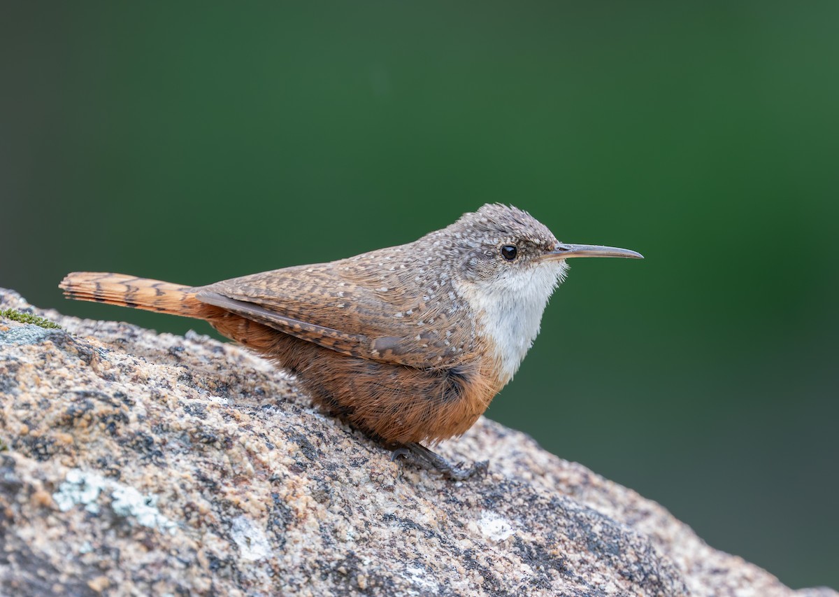 Canyon Wren - ML644069530