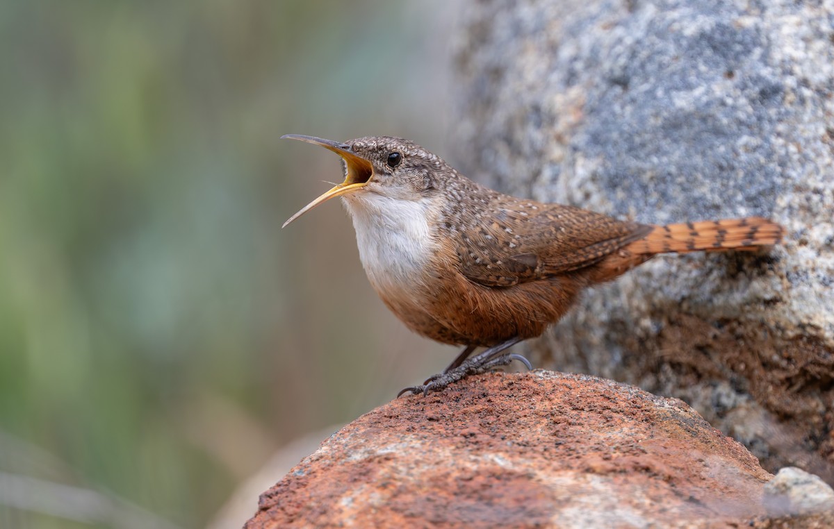 Canyon Wren - ML644069536