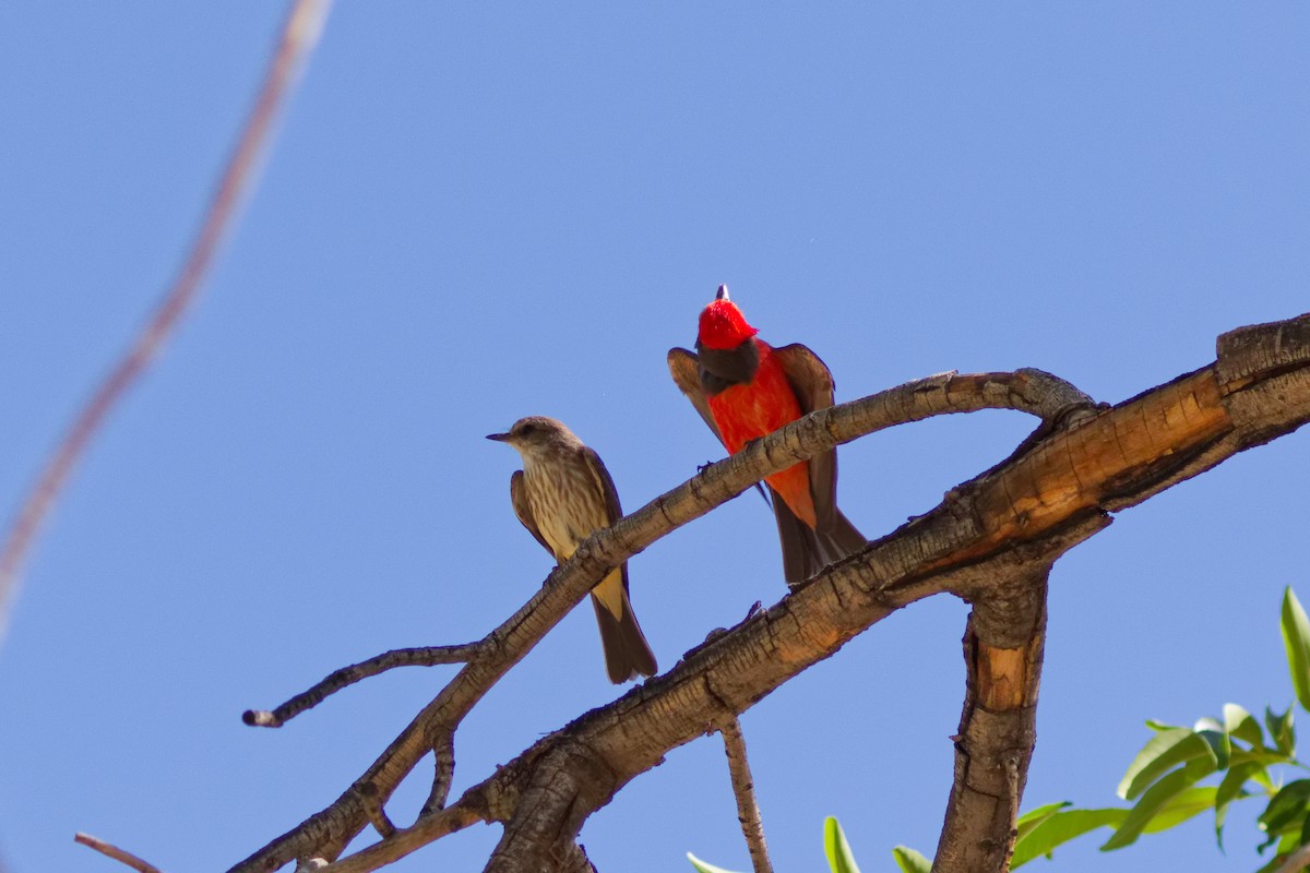 Vermilion Flycatcher - ML644069558