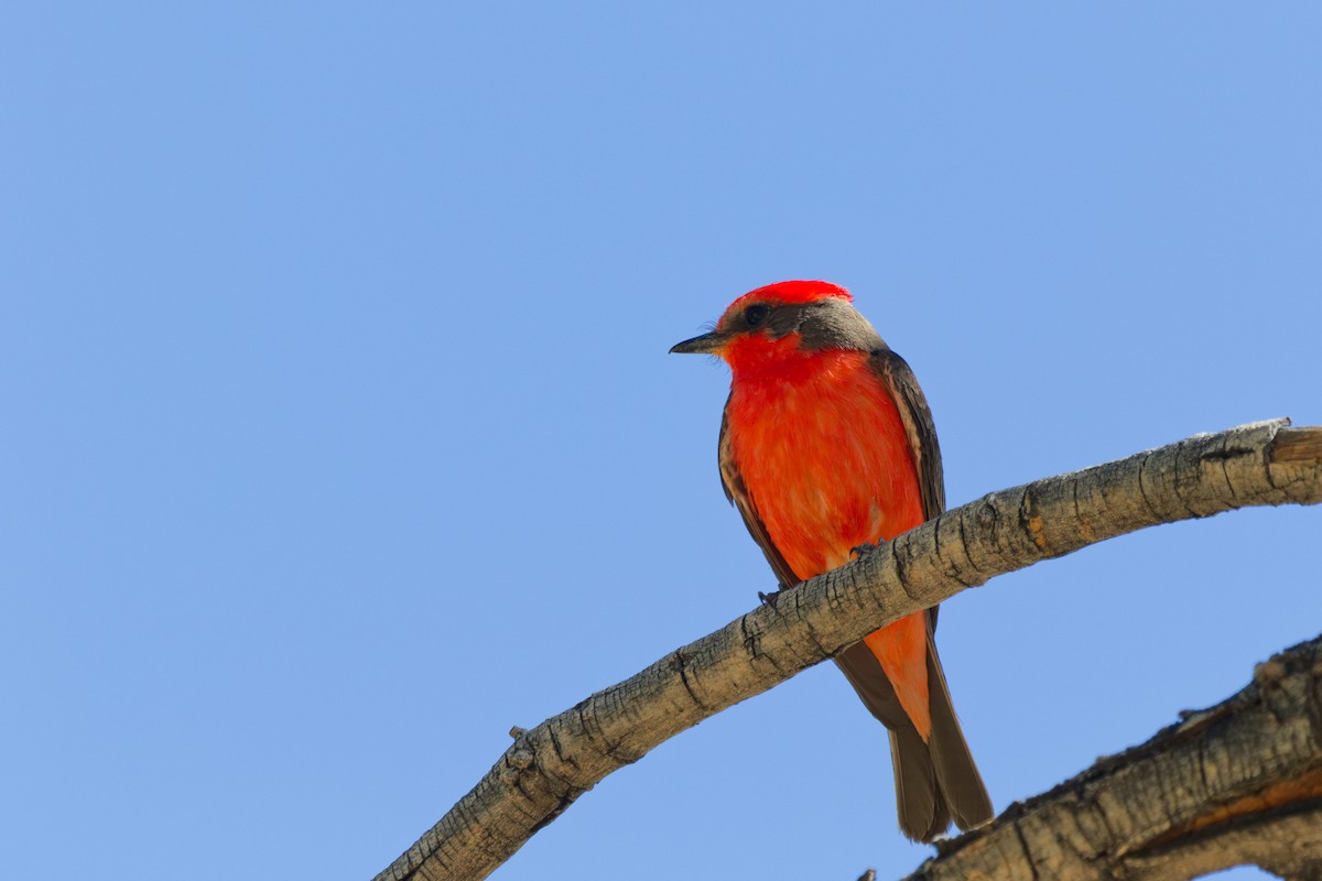 Vermilion Flycatcher - ML644069559