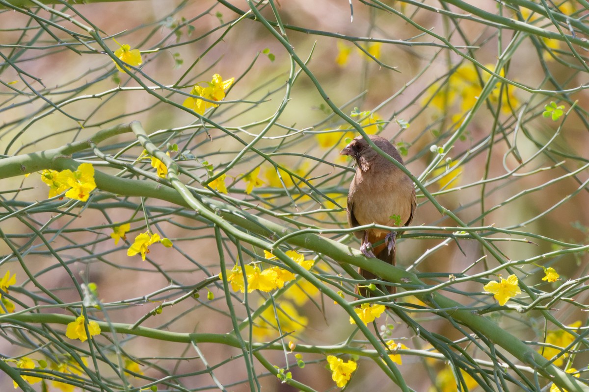 Abert's Towhee - ML644069561