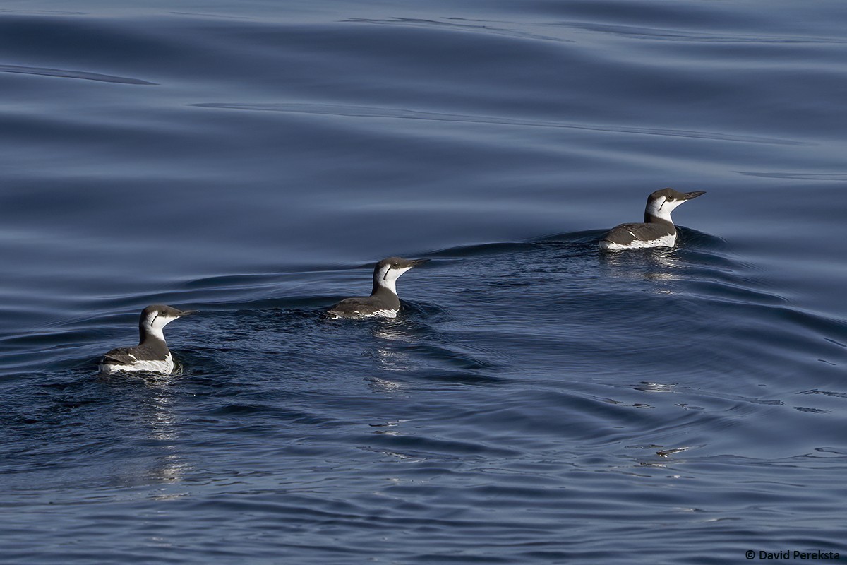 Common Murre - ML644069563