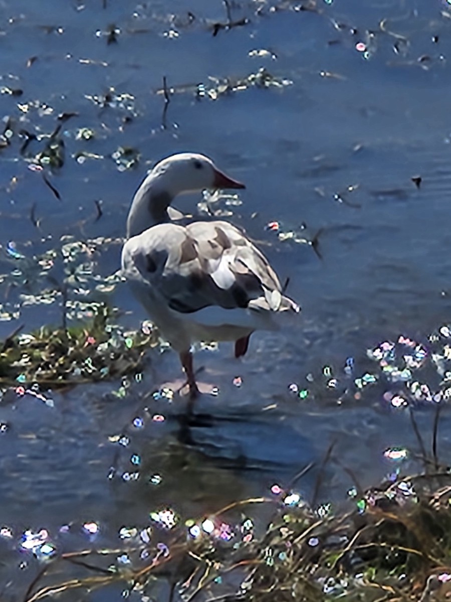 Snow Goose - ML644069565