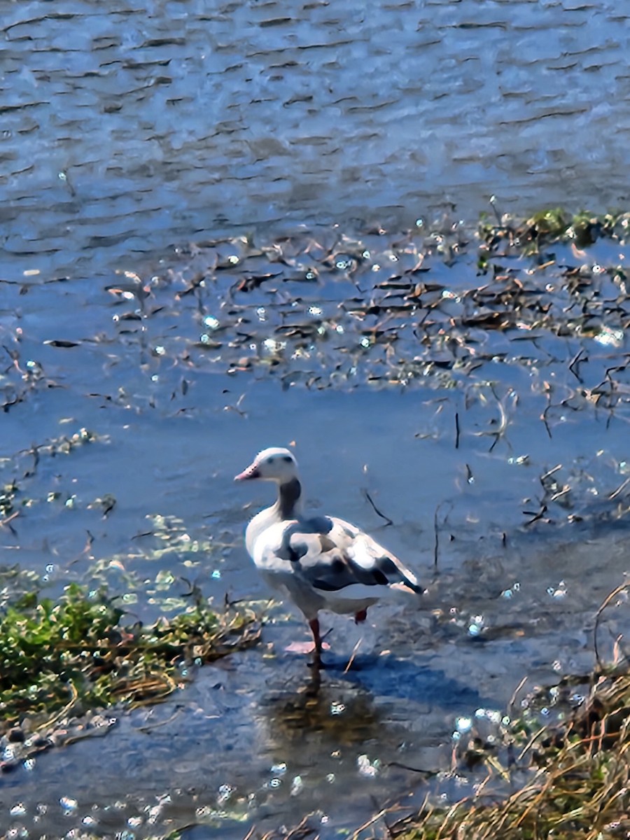 Snow Goose - ML644069566