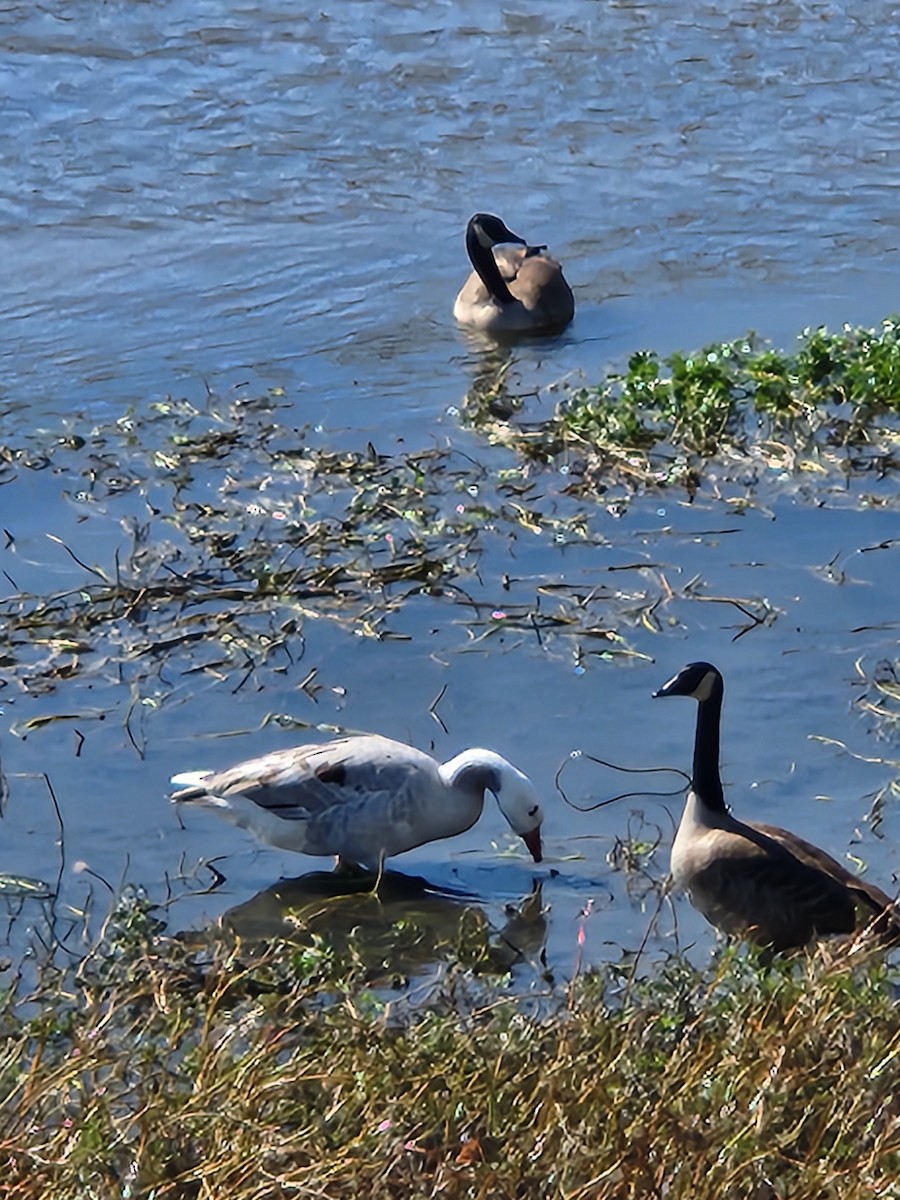Snow Goose - ML644069567