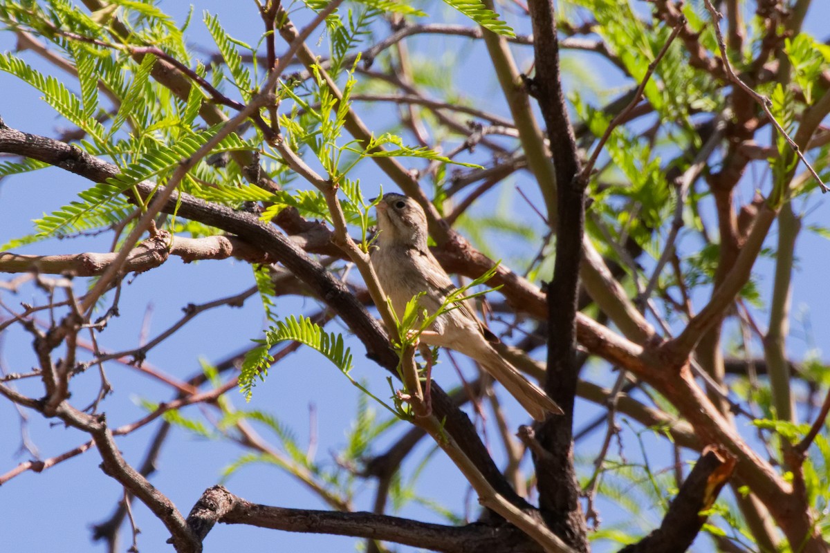 Brewer's Sparrow - ML644069572