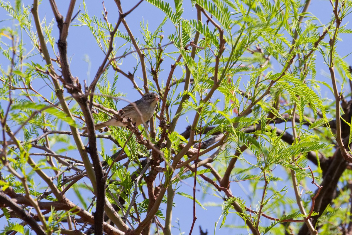 Brewer's Sparrow - ML644069573