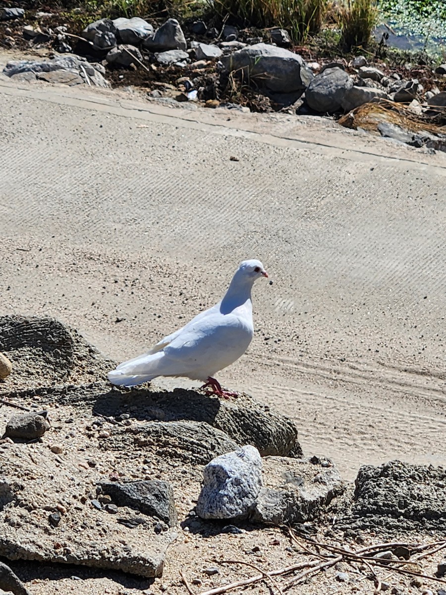 Rock Pigeon (Feral Pigeon) - ML644069574