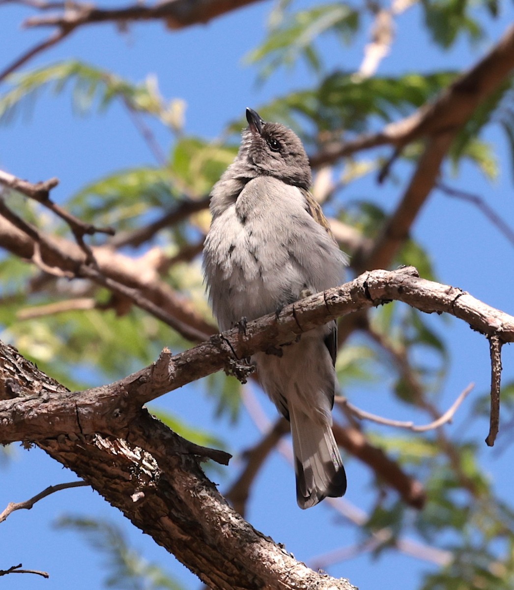 Lesser Honeyguide (Lesser) - ML644069580