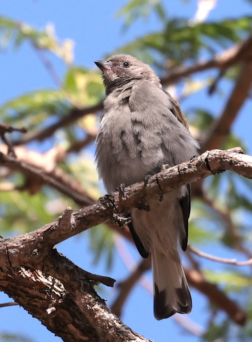 Lesser Honeyguide (Lesser) - ML644069581