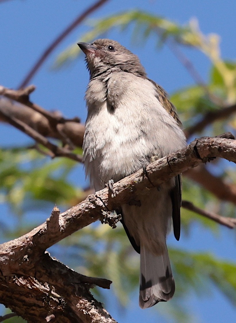 Lesser Honeyguide (Lesser) - ML644069582
