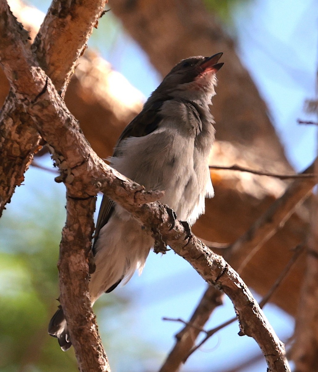 Lesser Honeyguide (Lesser) - ML644069583