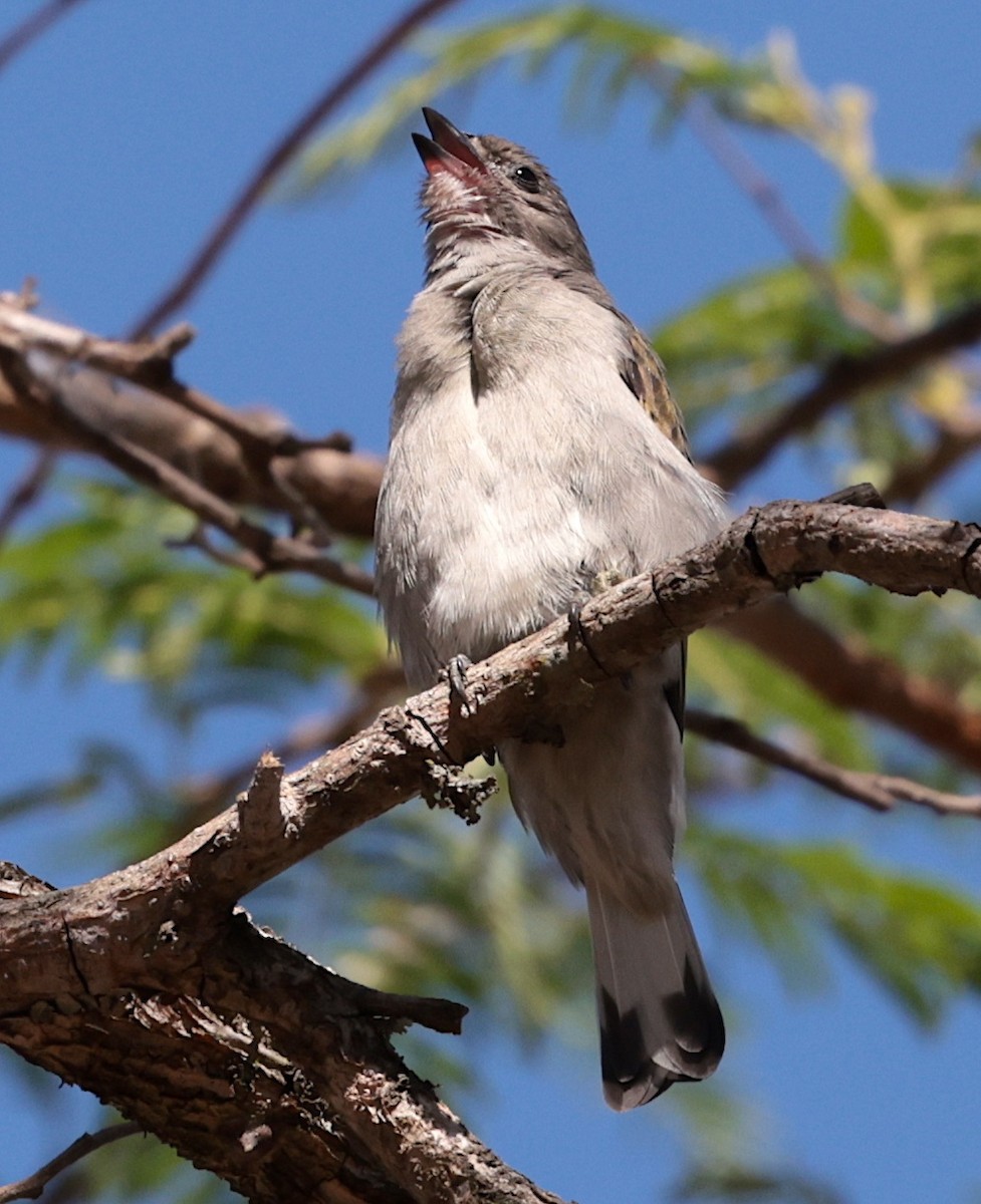 Lesser Honeyguide (Lesser) - ML644069584