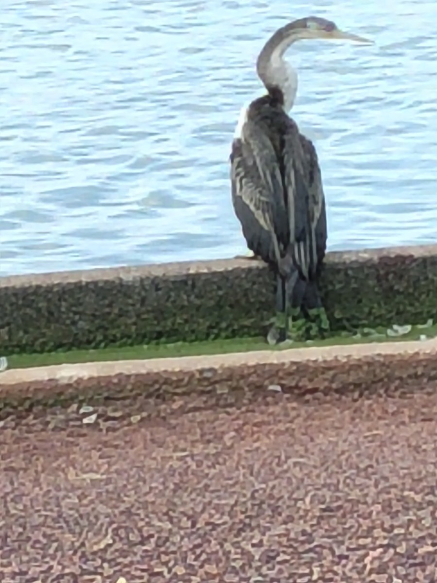 Australasian Darter - ML644069588