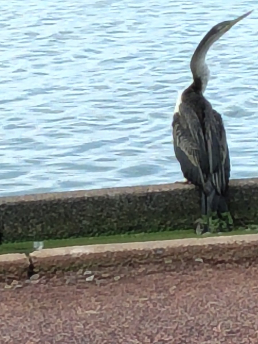 Australasian Darter - ML644069589