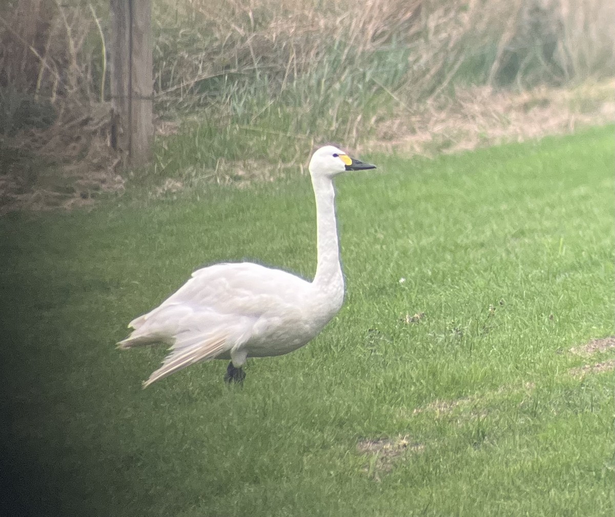 Cigno minore (bewickii) - ML644069598
