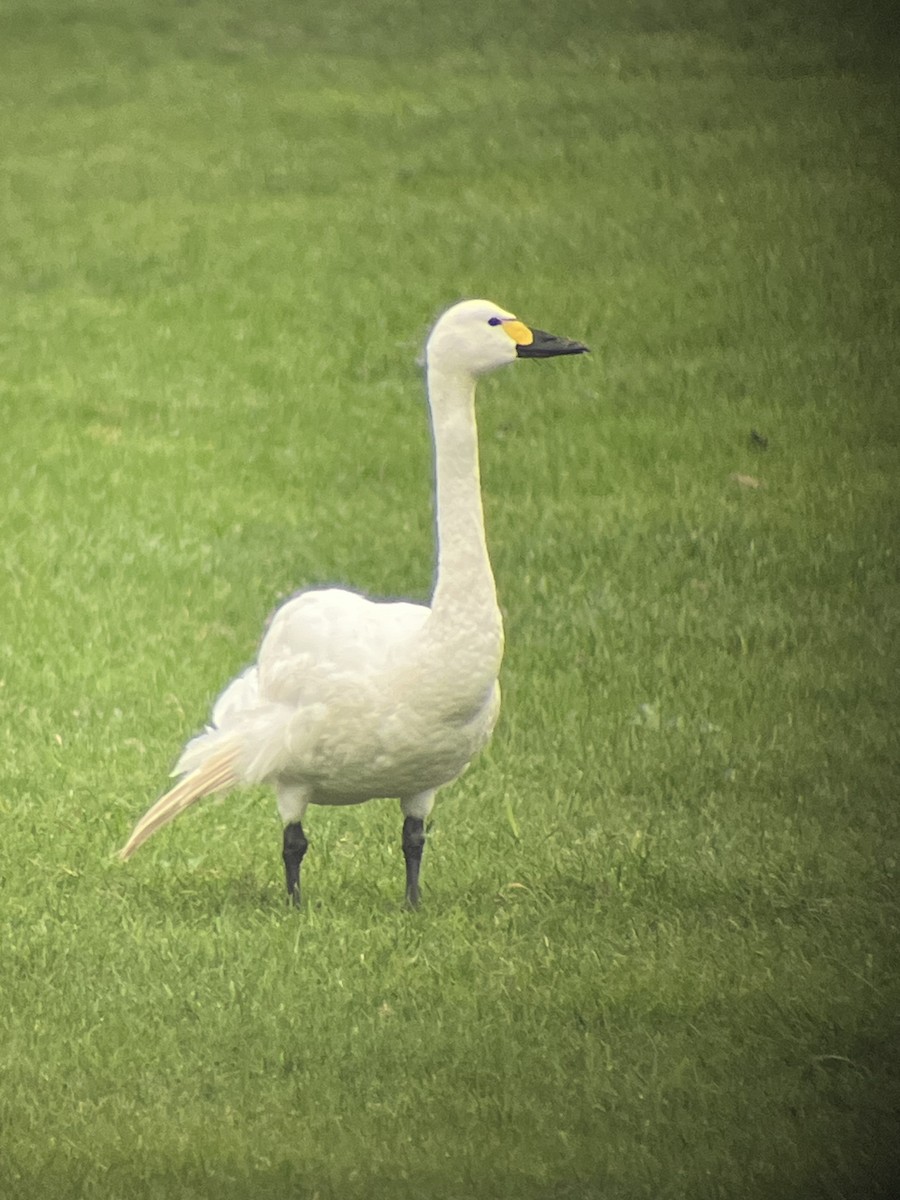 Cigno minore (bewickii) - ML644069599