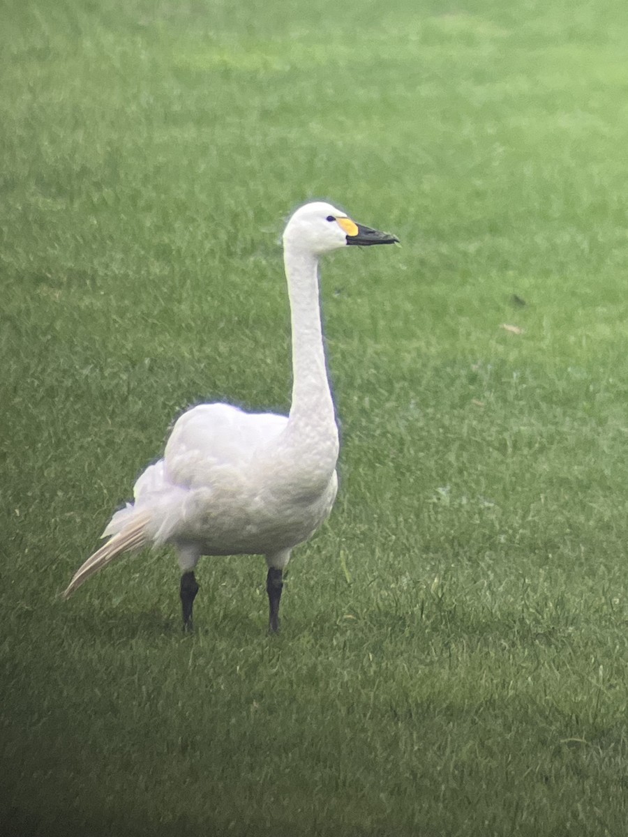 Cigno minore (bewickii) - ML644069600