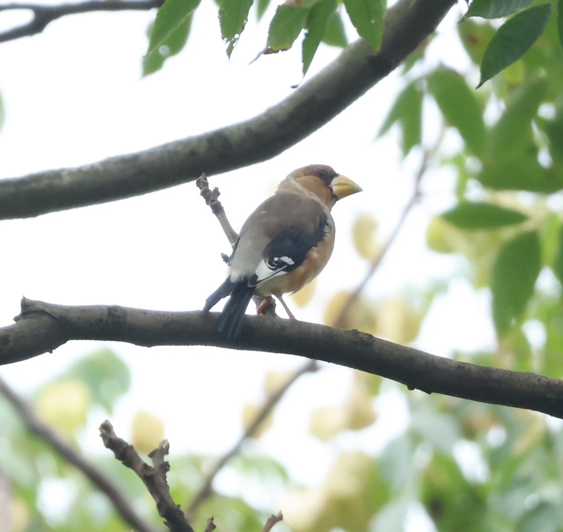 Yellow-billed Grosbeak - ML644069605