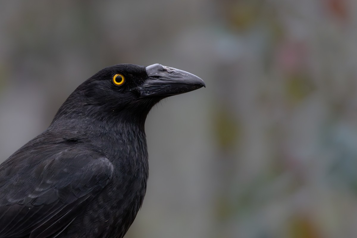 Pied Currawong - ML644069608