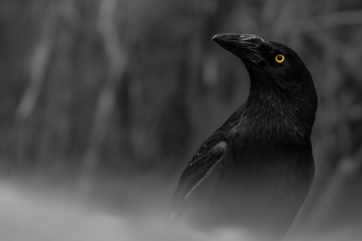 Pied Currawong - ML644069609