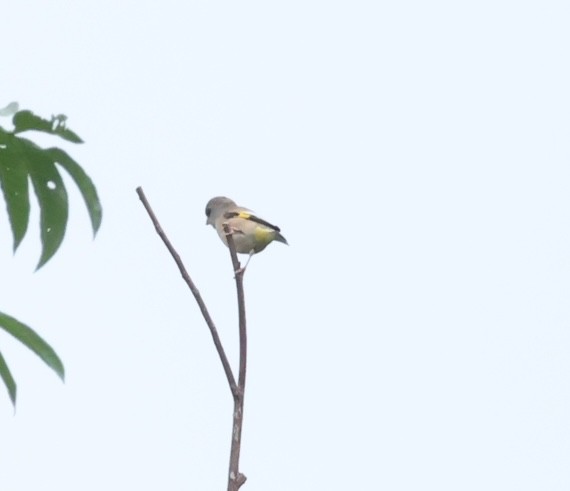Oriental Greenfinch - ML644069610