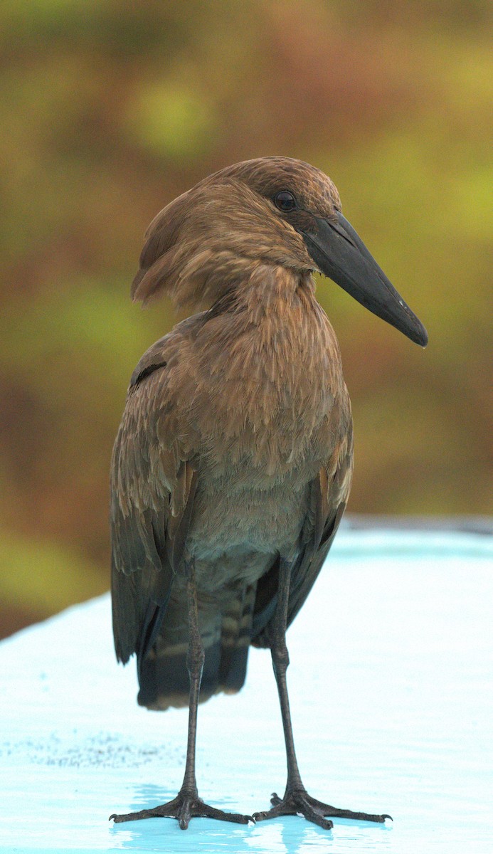 Hamerkop - ML644069611