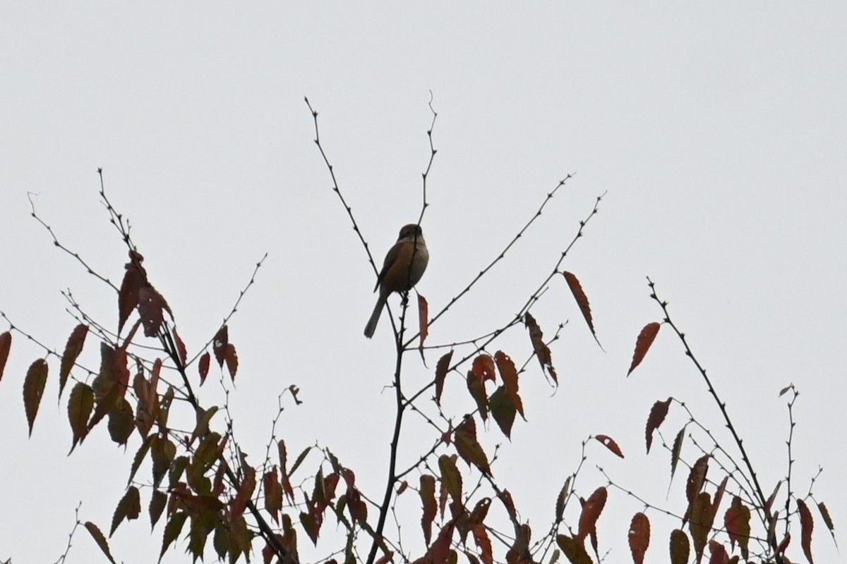 Bull-headed Shrike - ML644069613