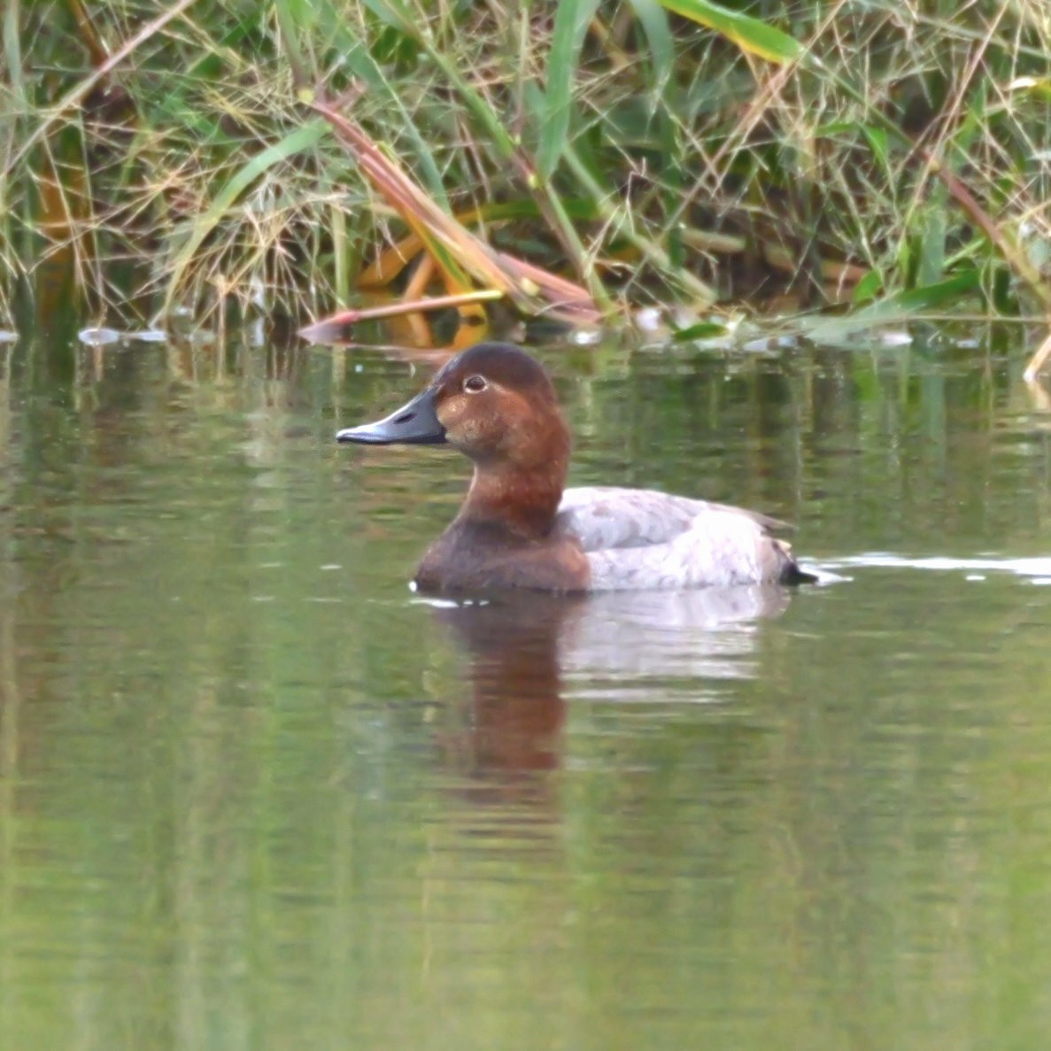 Aythya sp. - ML644069617