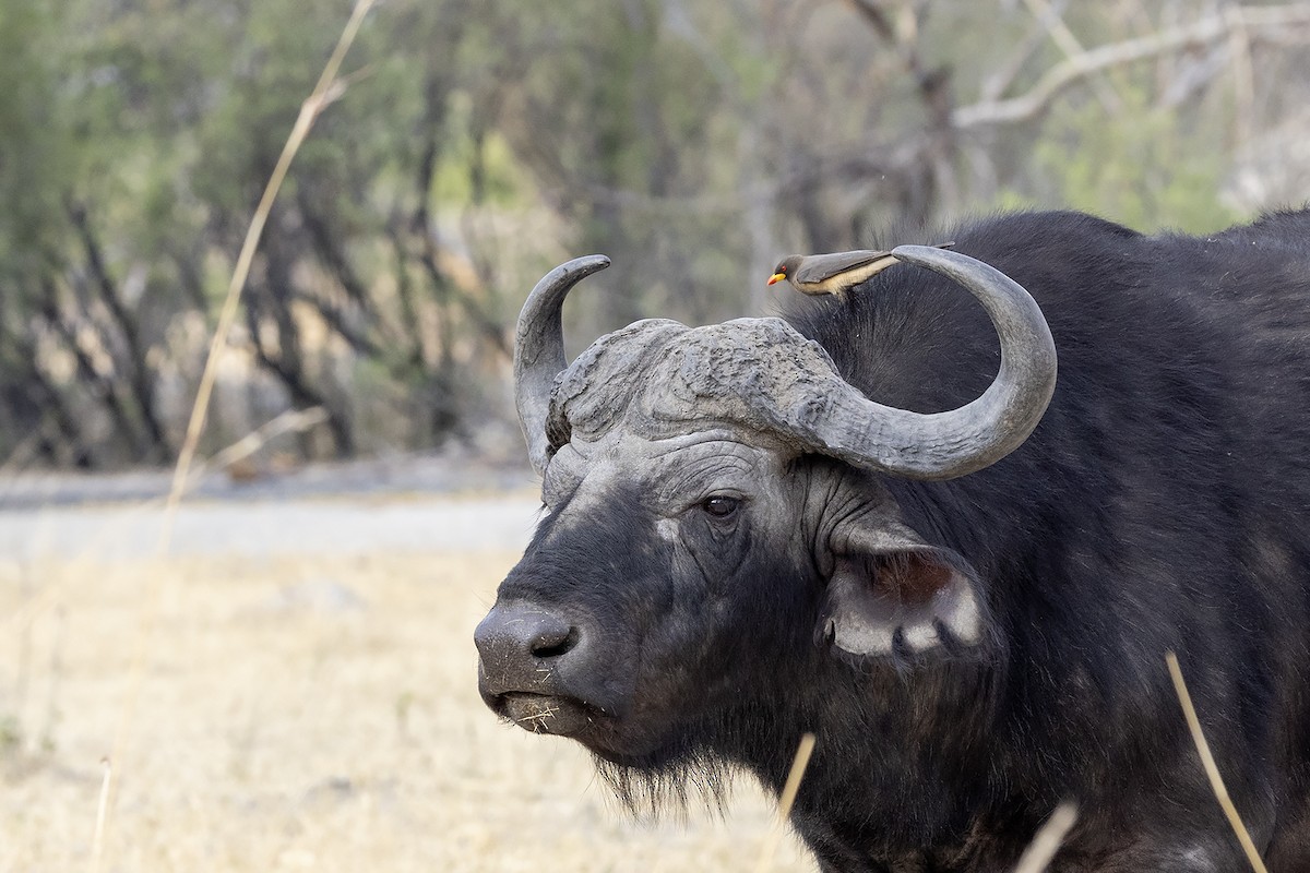 Yellow-billed Oxpecker - ML644069621