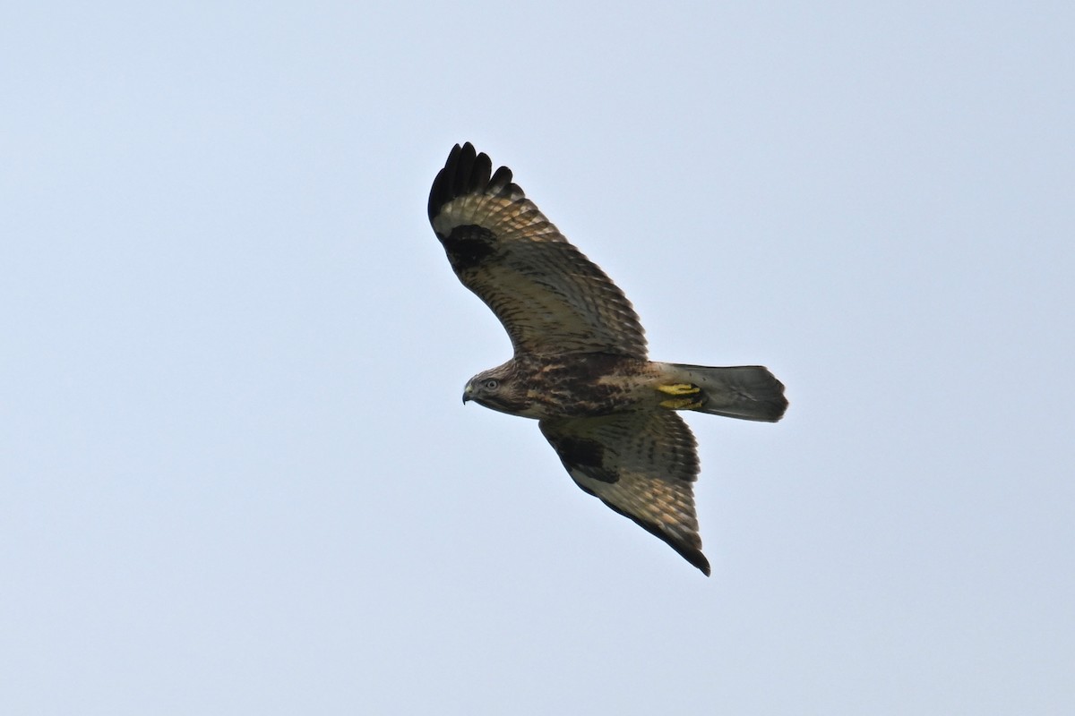 Eastern Buzzard - ML644069622
