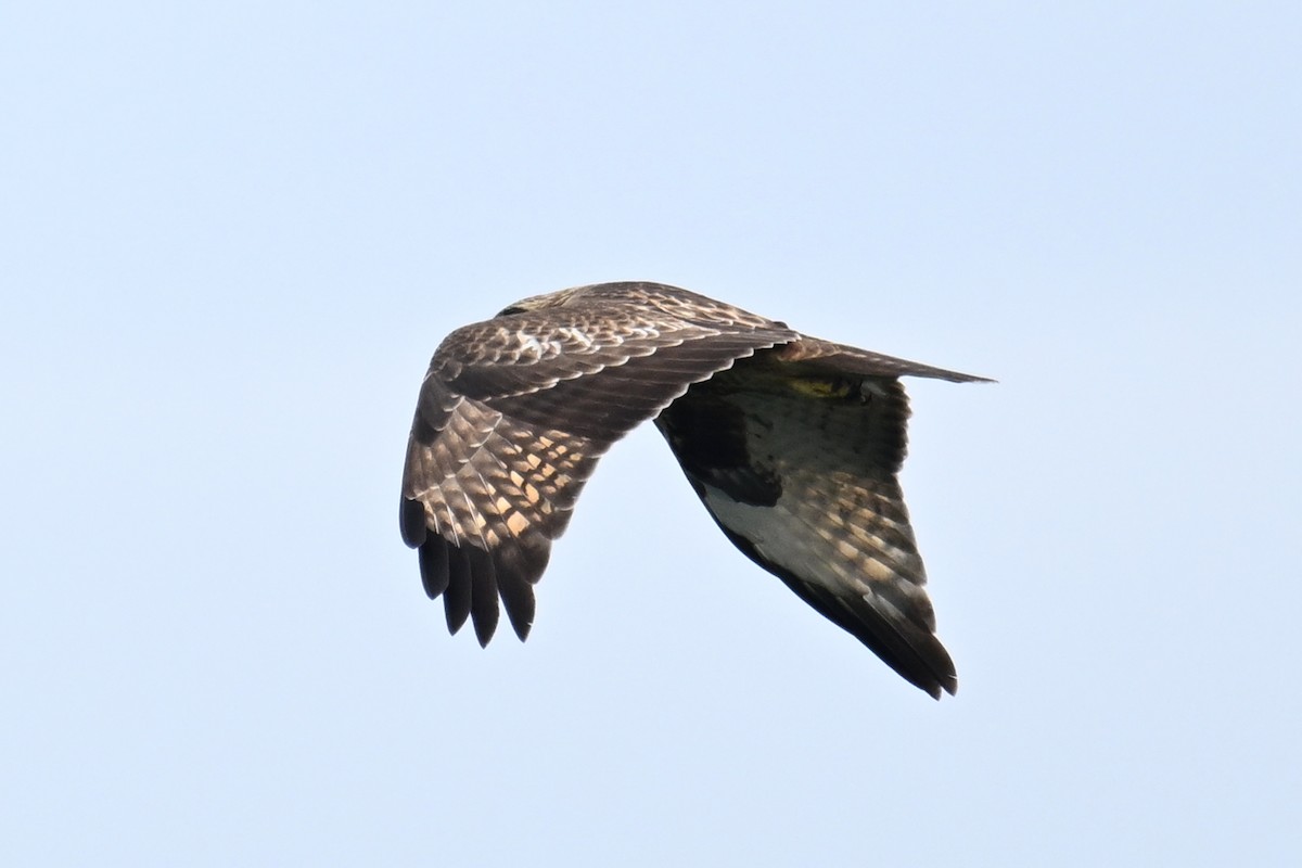 Eastern Buzzard - ML644069623