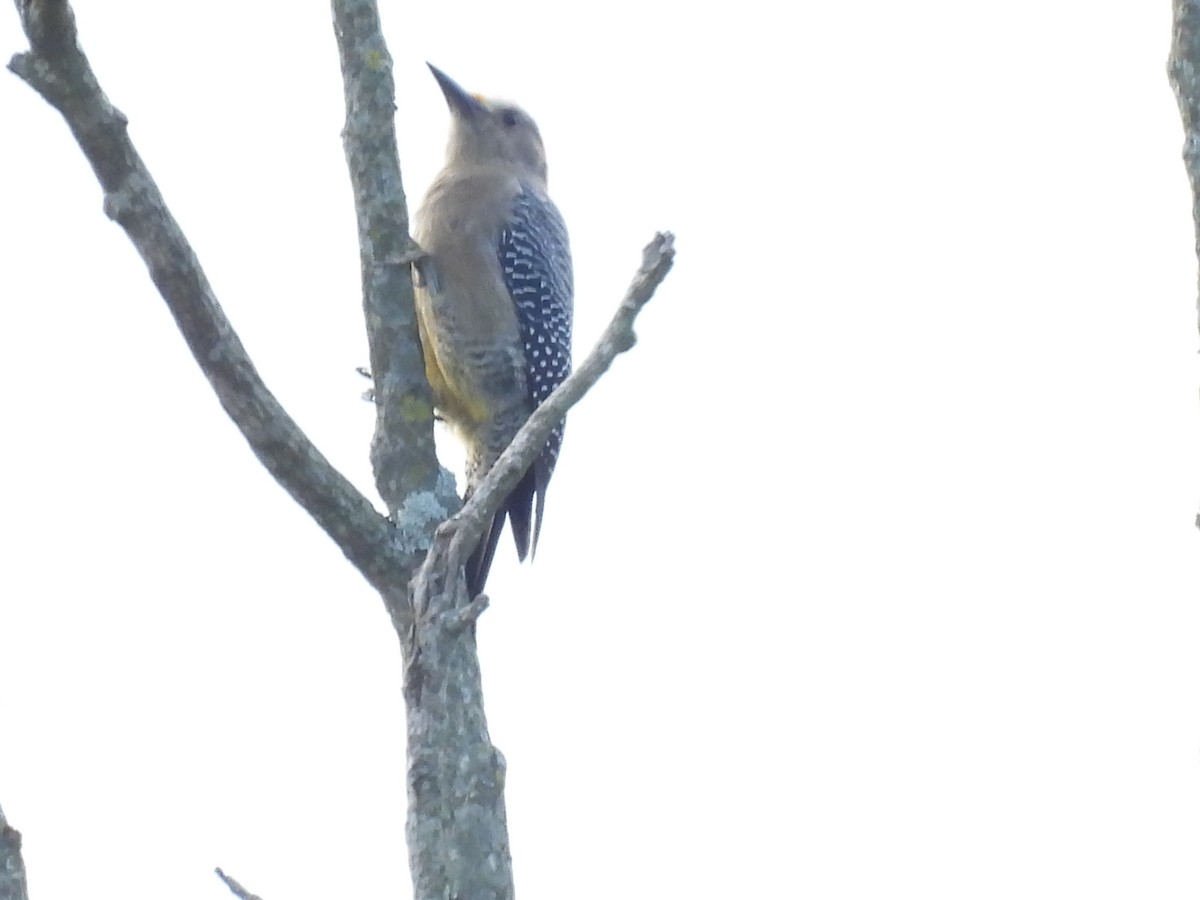 Golden-fronted Woodpecker - ML644069625