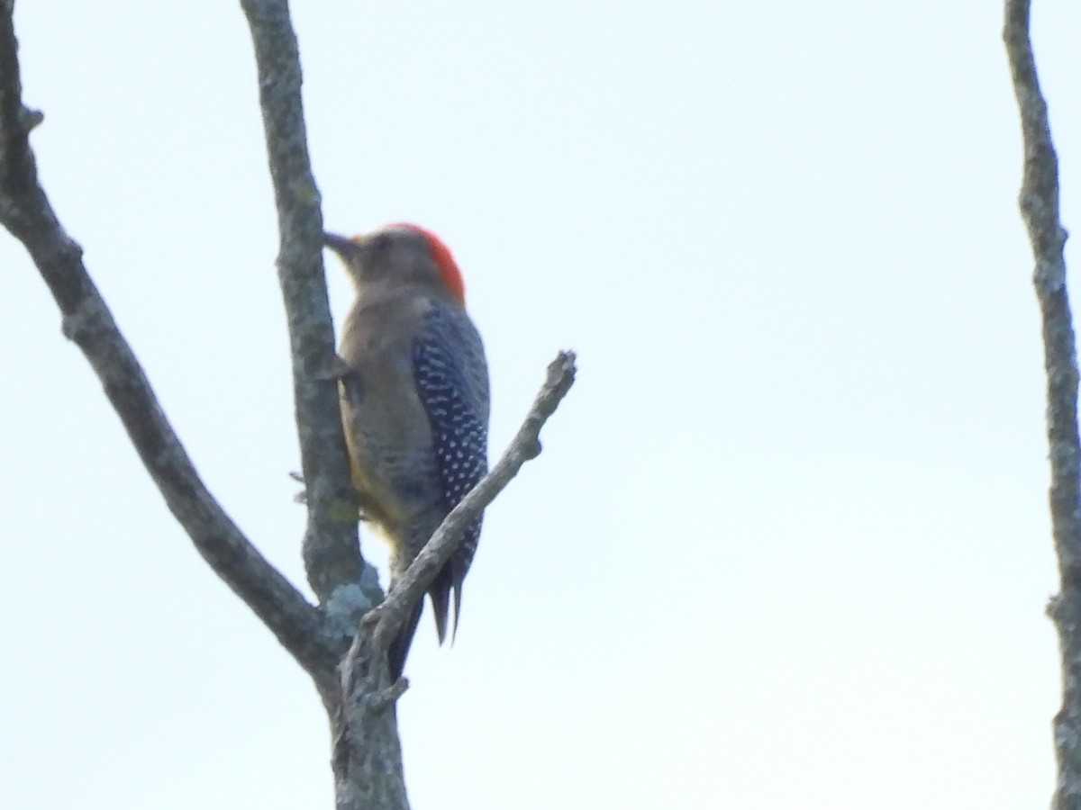 Golden-fronted Woodpecker - ML644069626
