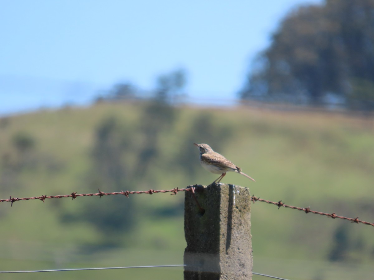 Australian Pipit - ML644069628