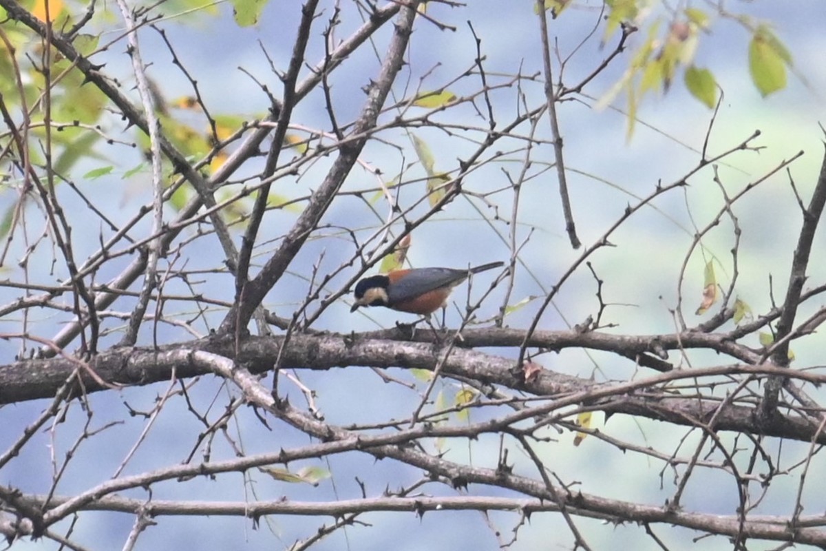 Varied Tit - ML644069629