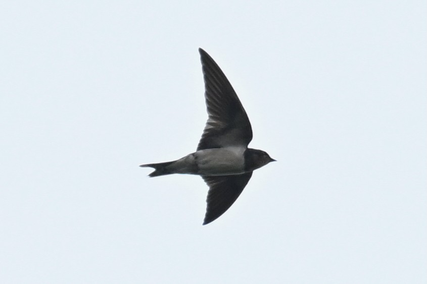 Barn Swallow (Buff-bellied) - ML644069630