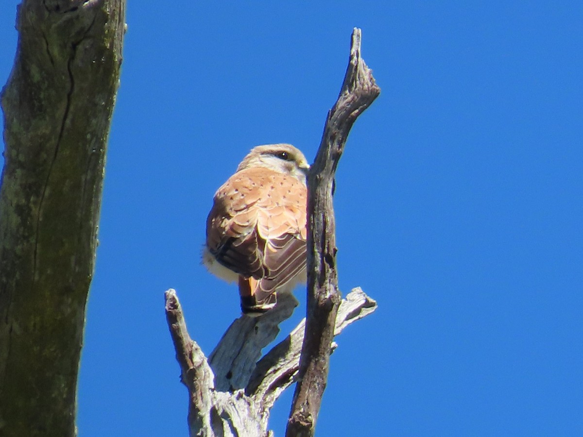 Nankeen Kestrel - ML644069631