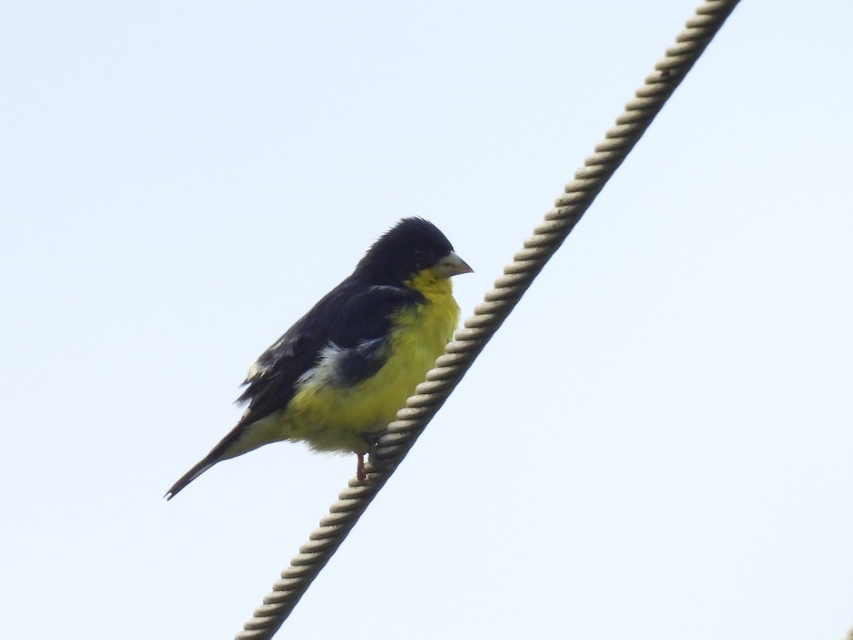 Lesser Goldfinch - ML644069634